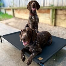 Charlie&rsquo;s Trampoline Outdoor Dog Bed